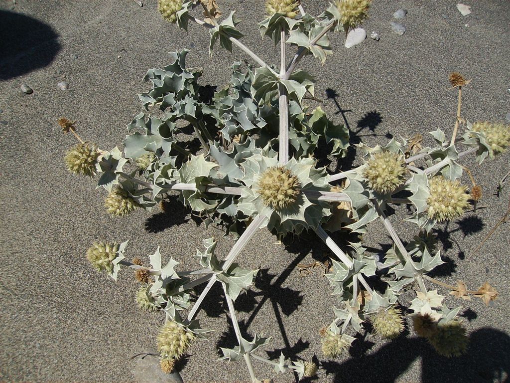 Eringium maritimum
